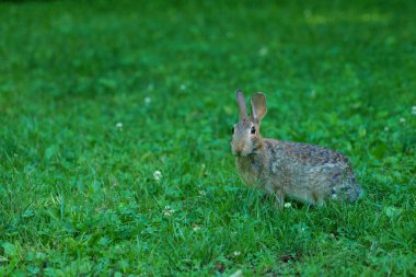 Yaban Tavşanı Yakından. Tavşan, güneşin altındaki yeşil çimlerin üzerinde oturuyor. Yeşil buğday tarlasında oturan tek bir vahşi tavşan. Büyük Yaban Tavşanı Yeşil Arkaplanda.