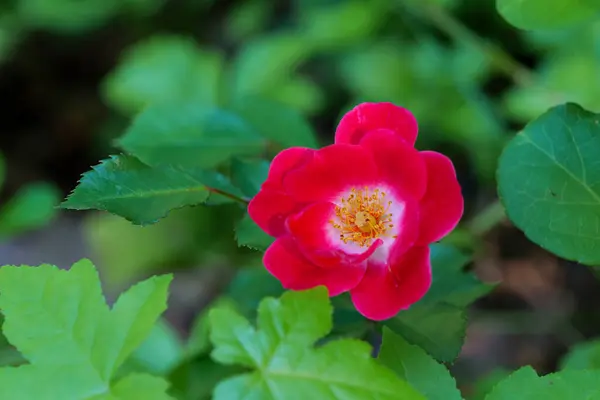 Close Image Summer Flowering Pale Red Wild Rose Soft Sunshine — Stock Photo, Image