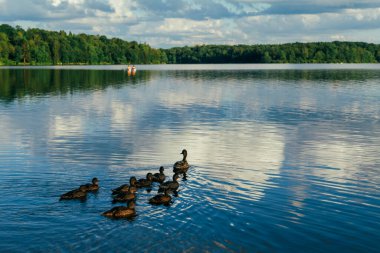 Bir ördek ailesi, bir ördek ve onun küçük ördekleri güneşli bir günde gölette ya da nehirde yüzüyorlar. Yüksek kaliteli fotoğraf.