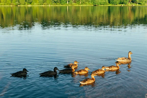 Rodzina Kaczek Kaczka Jej Małe Kaczuszki Pływają Wodzie Słoneczny Dzień — Zdjęcie stockowe