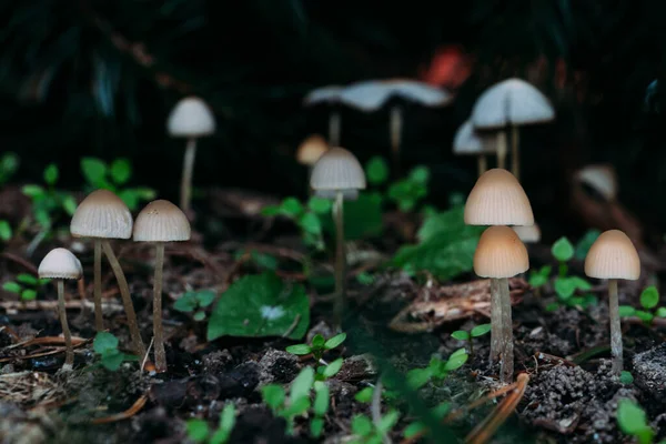 Close-up Saprotrophic Mushrooms in a Pine Forest selective focus. High-quality photo