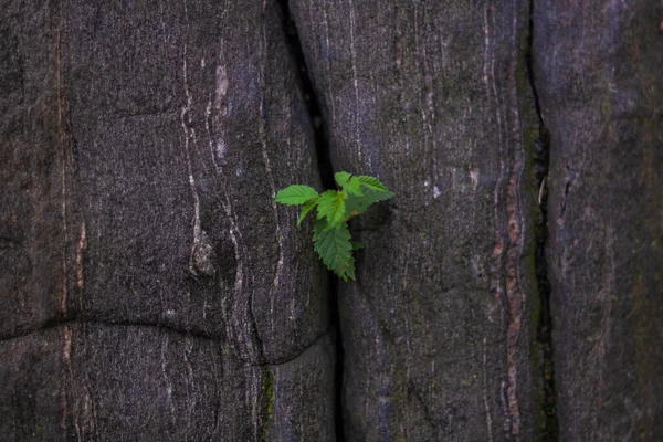 Jeune Plante Arbre Poussant Travers Roche Fissurée Photo Fond Photo — Photo