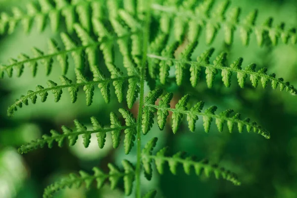 Macro Fern Leaves Morning Light High Quality Photo — Stock Photo, Image