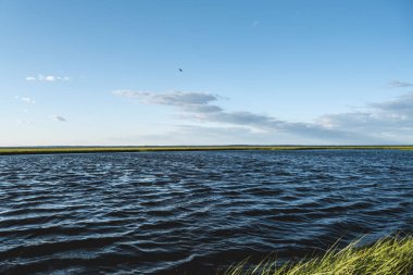 Fire Island New York 'ta büyüyen harika bir bataklık çimi, muhteşem bir arka plan. Yüksek kaliteli fotoğraf.