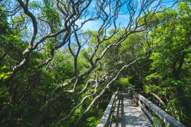Güneşli mavi gökyüzü arka planında eğri ağaçlar var. Fire Island New York, kaliteli fotoğraf.