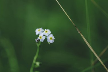 Güzel Forget-me-no 'lar arka plan ya da duvar kağıdı için kapatıyorlar. Yüksek kaliteli fotoğraf.