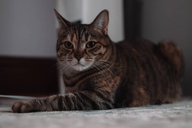 Evdeki kanepede yatan güzel kısa saçlı kedi. Yüksek kalite fotoğraf