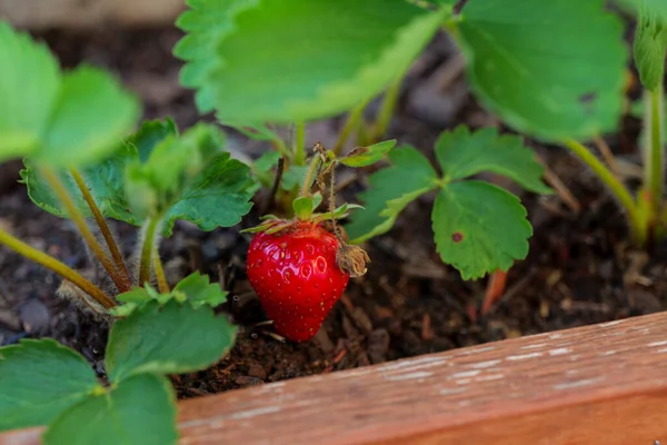 Macro Fresas Cultivadas Huerto Bayas Orgánicas Patio Trasero Foto Alta —  Fotos de Stock