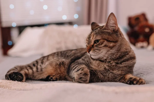Красива Короткошерста Кішка Лежить Дивані Вдома Високоякісна Фотографія — стокове фото