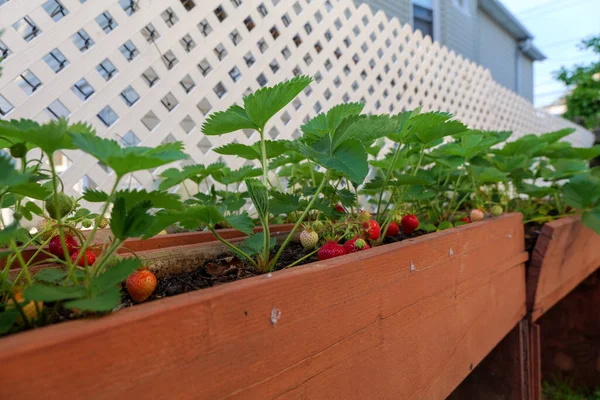 Macro Strawberries Grown Vegetable Garden Backyard Organic Berries High Quality — Foto de Stock