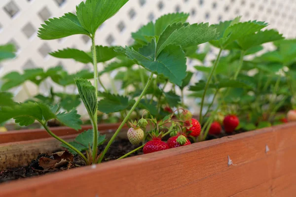 Macro Strawberries Grown Vegetable Garden Backyard Organic Berries High Quality Stockbild