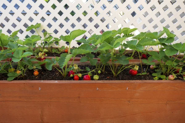 Macro Strawberries Grown Vegetable Garden Backyard Organic Berries High Quality Royaltyfria Stockbilder