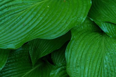 Hosta, yağmurdan sonra su damlalarıyla kaplı Lekeli Bardak 'ı bırakır, Arka plan da fotoğraf bırakır. Yüksek kaliteli fotoğraf.