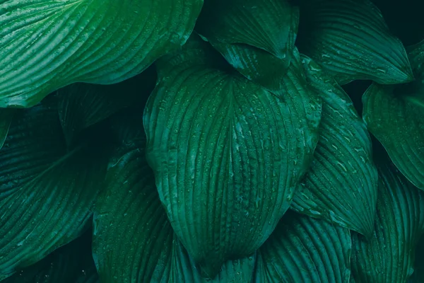 Hosta leaves Stained Glass covered with water drops after rain, Background leaves photo. High-quality photo