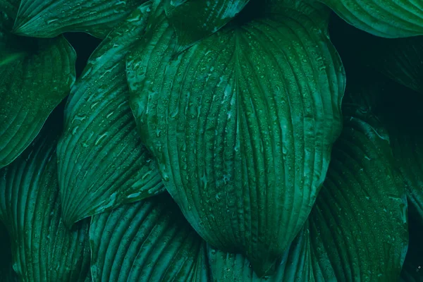 Hosta leaves Stained Glass covered with water drops after rain, Background leaves photo. High-quality photo