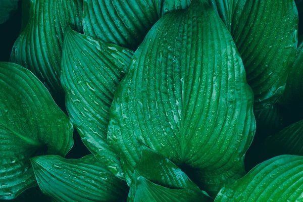 Hosta leaves Stained Glass covered with water drops after rain, Background leaves photo. High-quality photo