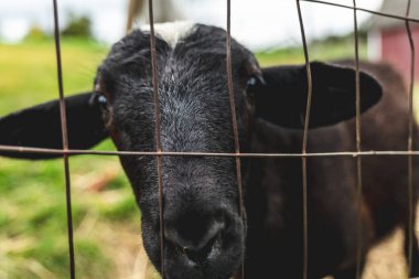 young goat look out from behind the fence on the farm, close-up. Selective focus. High-quality photo