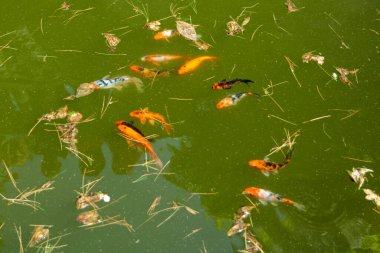 Gölette bir Japon kırmızı sazan sürüsü. İç dekorasyon için balık. Yüksek kaliteli fotoğraf.