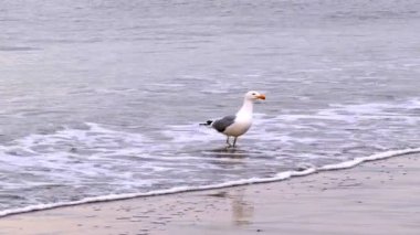 Taze Yengeç Yakalamış Martı Coney Adası New York 'ta. Yüksek kalite 4K görüntü