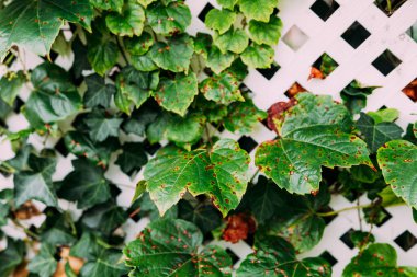 Üzüm yaprakları hastalıkları. Üzüm burnu antrakunundan kaynaklanan üzüm izinlerinin olduğu açısal kırmızımsı kahverengi noktalar. Üzüm pası. Yüksek kaliteli fotoğraf.
