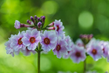 Seçici odaklanma. Baharın sonlarına doğru açan güzel bataklık bitkileri Primula Alba, Japon Cowslip, Japon Primrose, Primrose Kraliçesi Alba Primula japonica. Yüksek kaliteli fotoğraf.