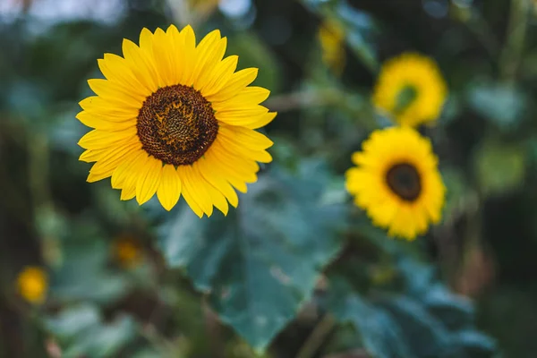 Прекрасний Соняшник Сонячний День Природним Фоном Вибірковий Фокус Якісна Фотографія — стокове фото