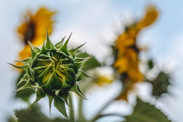 Beautiful Sunflower Sunny Day Natural Background Selective Focus High Quality — Φωτογραφία Αρχείου