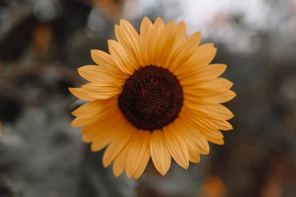 Beautiful Sunflower Sunny Day Natural Background Selective Focus High Quality —  Fotos de Stock