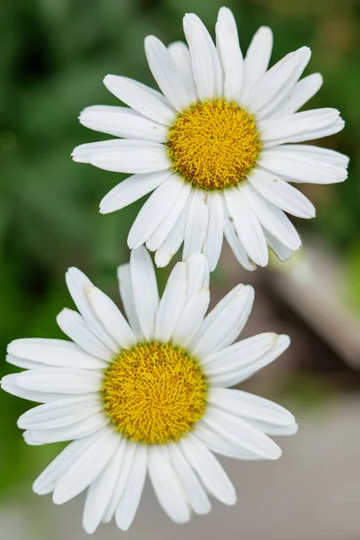 Beautiful White Daisy Close Sunny Day Herbal Tea Oxeye Daisy — Stock Photo, Image