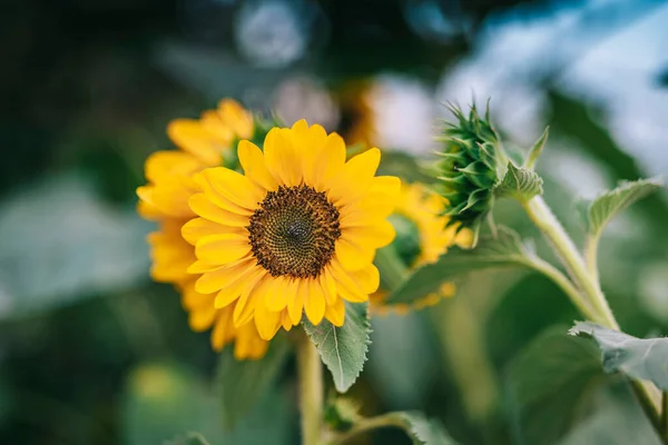 Beautiful Sunflower Sunny Day Natural Background Selective Focus High Quality —  Fotos de Stock