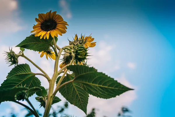 Beautiful Sunflower Sunny Day Natural Background Selective Focus High Quality — 스톡 사진