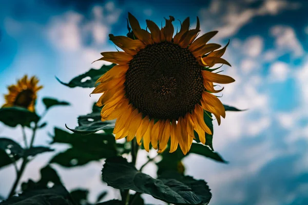 Прекрасний Соняшник Сонячний День Природним Фоном Вибірковий Фокус Якісна Фотографія — стокове фото