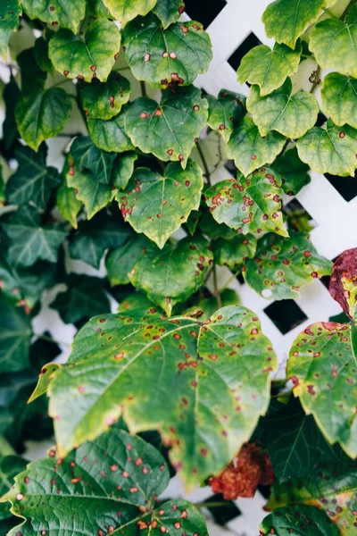 Grape leafs diseases. Angular reddish brown spots with shot-hole centers on grape leave caused by anthracnose of grape. Grape rust. High-quality photo