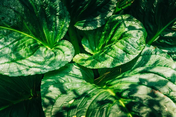 Hosta leaves Stained Glass covered with water drops after rain, Background leaves photo. High-quality photo