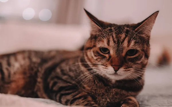 Beautiful short hair cat lying on the sofa at home. High quality photo