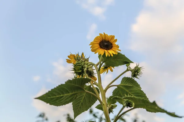 Beautiful Sunflower Sunny Day Natural Background Selective Focus High Quality — 스톡 사진