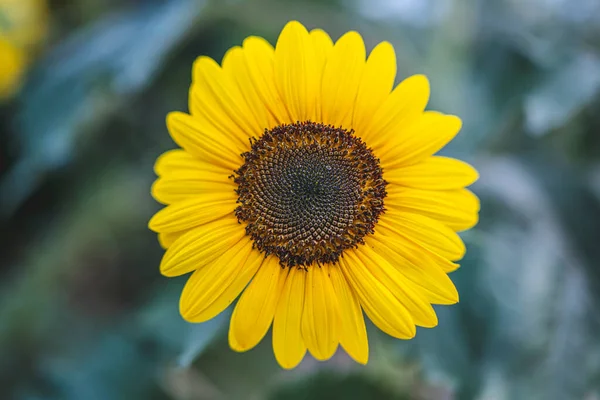Beautiful Sunflower Sunny Day Natural Background Selective Focus High Quality — ストック写真