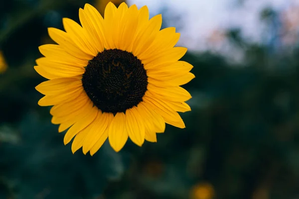 Beautiful Sunflower Sunny Day Natural Background Selective Focus High Quality —  Fotos de Stock
