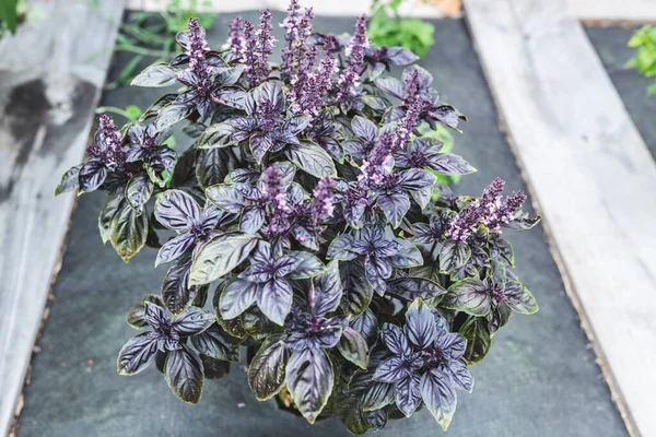 Selective focus. Purple Dark Opal Basil plant blooming in the garden bed, purple basil flowers. Seasoning of basil growing in the garden. Healthy herb used in salads. High-quality photo