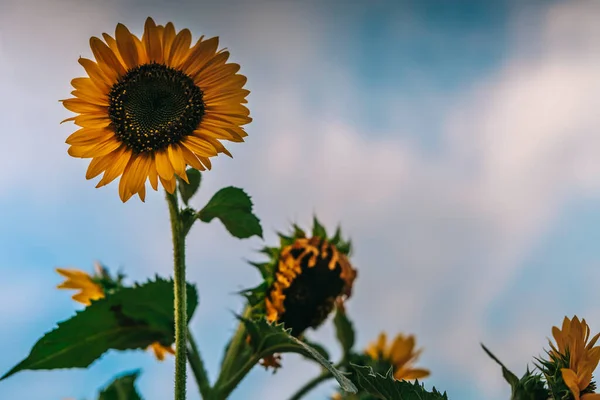 Beautiful Sunflower Sunny Day Natural Background Selective Focus High Quality — ストック写真