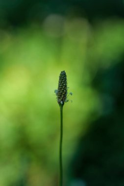 Çekirdeksiz, yeşil arka planda yakın plan fotoğrafı. Yüksek kaliteli fotoğraf.