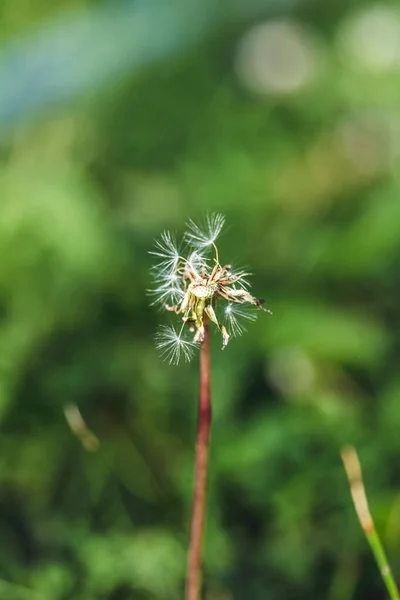 Closed Bud of a dandelion. Dandelion white flowers in green grass. High quality photo.