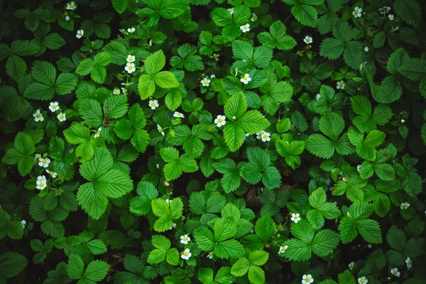 Spring white flowers of strawberries on the field. Green field of strawberries. Background. Fragaria vesca. High-quality photo