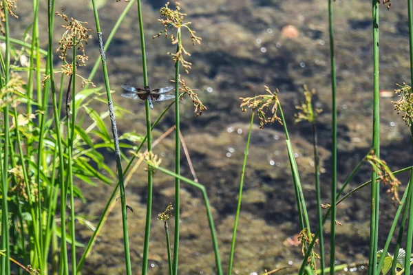 Dragonfly sitting on Juncus effusus Soft rush near water in New Jersey Botanical Garden. High-quality photo