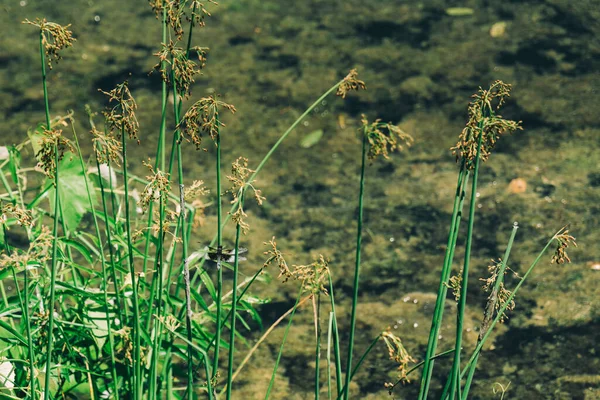 Dragonfly Sitting Juncus Effusus Soft Rush Water New Jersey Botanical — 图库照片