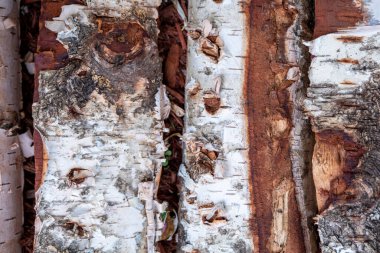 Kaba, eski huş ağacı kütükleri, çatallı ağaç kabukları. Soyut doğal doku arka planı. Yüksek kaliteli fotoğraf.