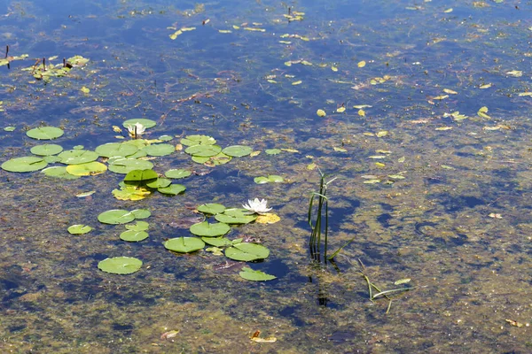 Small Pond Aquatic Plants New Jersey Botanical Garden High Quality — стоковое фото