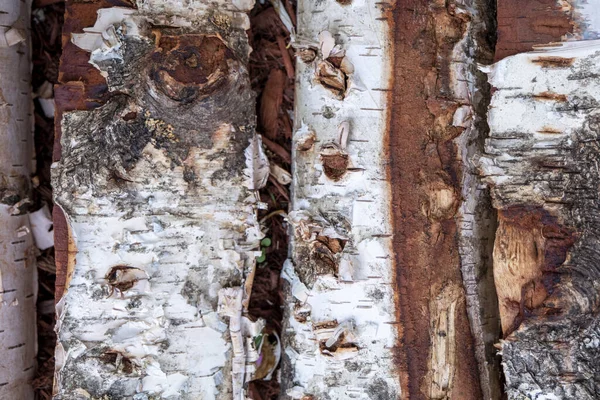 Fragments Rough Coarse Aged Birch Tree Logs Bark Cracks Abstract — Fotografia de Stock