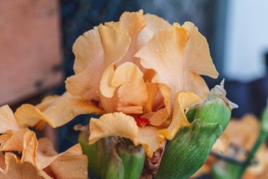 Beautiful orange iris flowers grow in the backyard. Close-up of a flower iris, natural background. Full Bloom trend. . High-quality photo