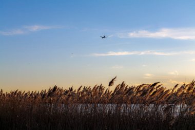 Sunset landscape on waterfront with swamp grass against blue-cloudy sky and plane. High-quality photo